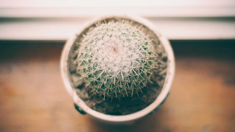 Human Composting in Southern California: Your Guide to Eco-Friendly End-of-Life Care
